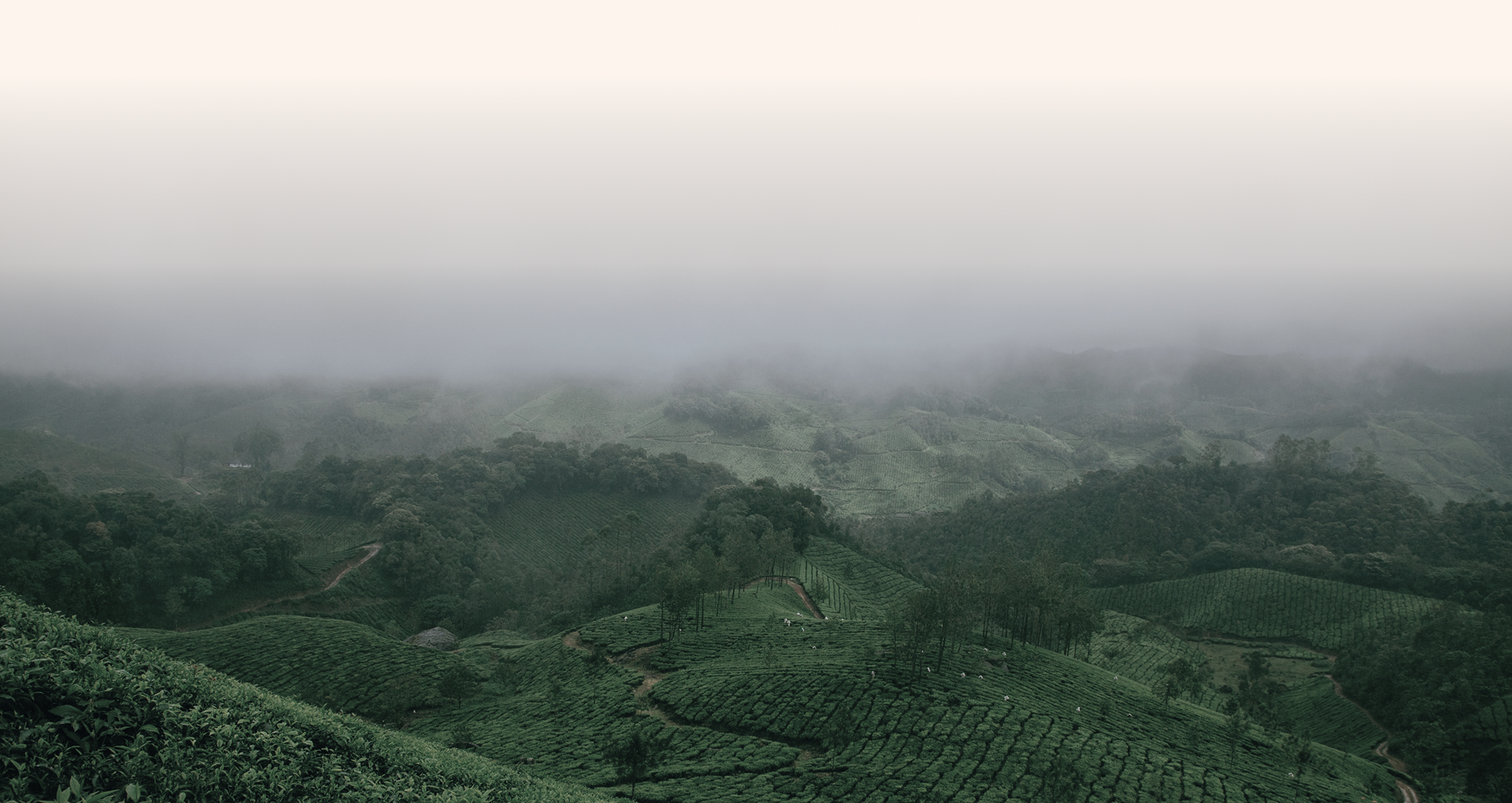 Tea field